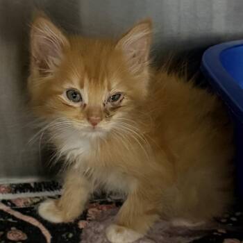 Frito -  Domestic Medium Hair Cat for Adoption in Marion, Virginia - Frito | PetCurious