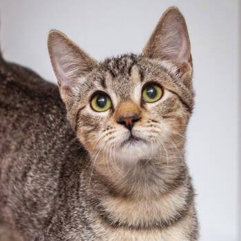 Mossy -  Domestic Short Hair Cat for Adoption in Hattiesburg, Mississippi - Mossy | PetCurious