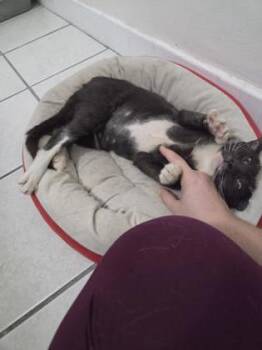 Domestic Short Hair Cats Available for Adoption in Largo, Florida - Zelda | PetCurious