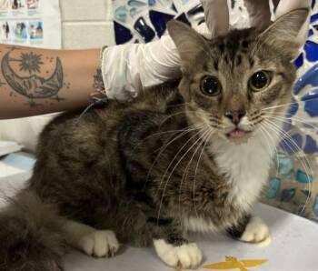 ELIZABETH -  Domestic Medium Hair Cat for Adoption in Pensacola, Florida - ELIZABETH | PetCurious