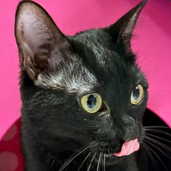 Domestic Short Hair Cats Available for Adoption - Spirit | PetCurious