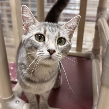 Domestic Short Hair Cats Available for Adoption in Logan, Ohio - Amber | PetCurious