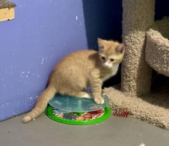 Murphy -  Domestic Short Hair Cat for Adoption in Albany, New York - Murphy | PetCurious