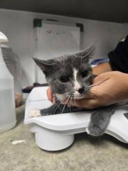 Linguine -  Domestic Short Hair Cat for Adoption in West Chester, Pennsylvania - Linguine | PetCurious