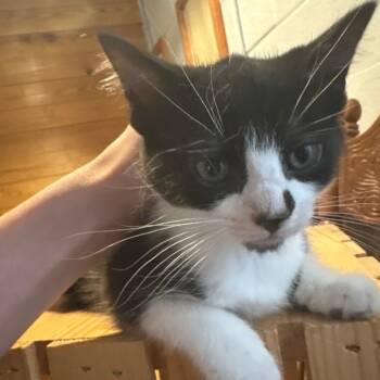 Paw -  Domestic Short Hair Cat for Adoption in Lynchburg, Virginia - Paw | PetCurious
