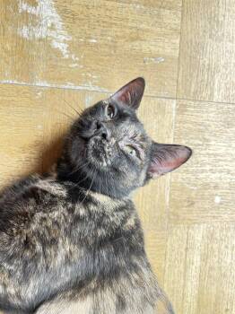 Wobbles -  Domestic Short Hair Cat for Adoption in St. Petersburg, Florida - Wobbles | PetCurious