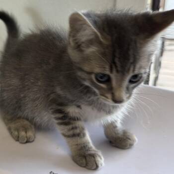 Domestic Long Hair Cats Available for Adoption in Floresville, Texas - Gandolf | PetCurious