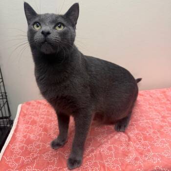 Brisa -  Domestic Short Hair Cat for Adoption in Houston, Texas - Brisa | PetCurious