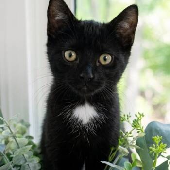 Cookie - Big Personality -  Domestic Short Hair Cat for Adoption in Hamilton, Ontario - Cookie - Big Personality | PetCurious