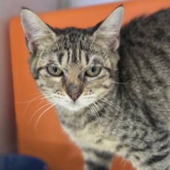 Rescue Domestic Short Hair Cats for Adoption in Houston, Texas - Fred | PetCurious