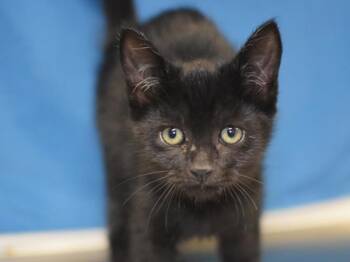 Cece -  Domestic Short Hair Cat for Adoption in Portland, Oregon - Cece | PetCurious