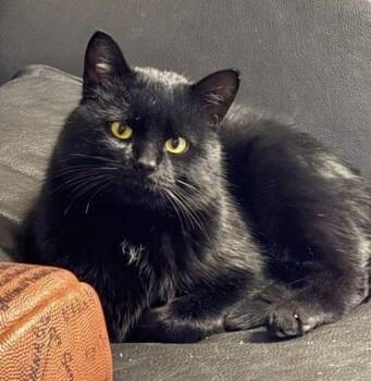 Domestic Short Hair Cats Available for Adoption - Keanu *solo Kitty | PetCurious