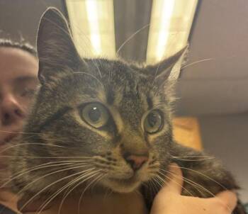 Jindi -  Domestic Short Hair Cat Available for Adoption in Salisbury, Maryland - Jindi | PetCurious