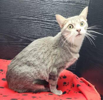 Domestic Short Hair Cats Available for Adoption - Matilda | PetCurious