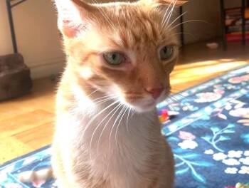 Rescue Domestic Short Hair Cats for Adoption in New York, New York - Sebastian | PetCurious