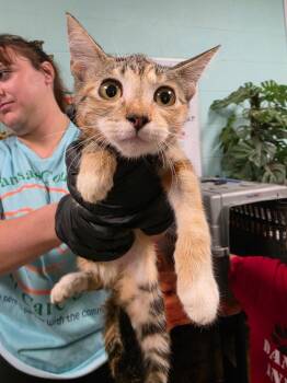 April -  Domestic Short Hair Cat for Adoption in Rockport, Texas - April | PetCurious