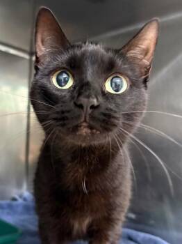 Nimue -  Domestic Short Hair Cat for Adoption in Fall River, Massachusetts - Nimue | PetCurious