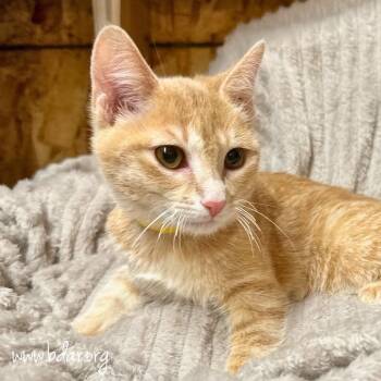 Domestic Short Hair Cats Available for Adoption - Georgina | PetCurious