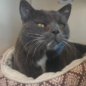 Rescue Domestic Short Hair Cats for Adoption in Buena Vista, Colorado - Horton | PetCurious