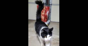 Domestic Long Hair Cats Available for Adoption - Morgan | PetCurious
