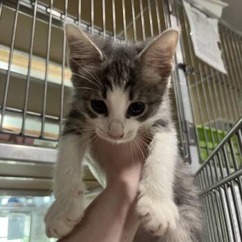 Sincere -  Domestic Short Hair Cat for Adoption in Leander, Texas - Sincere | PetCurious