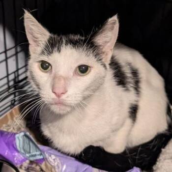Spoticus -  American Shorthair Cat for Adoption in Pikesville, Maryland - Spoticus | PetCurious