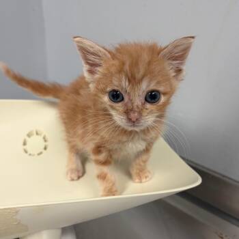 Domestic Short Hair Cats Available for Adoption in Columbus, Georgia - Hermann | PetCurious