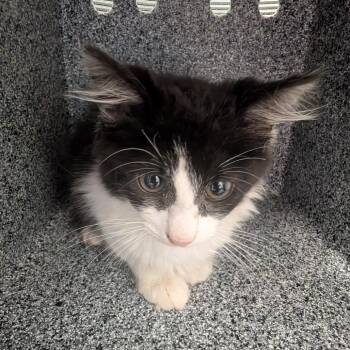Domestic Medium Hair Cats Available for Adoption in Greenville, South Carolina - Diva | PetCurious