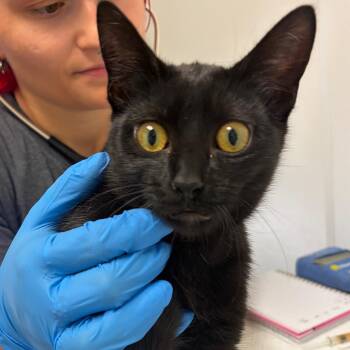 Onyx -  Domestic Short Hair and Bombay Cat for Adoption in Nashville, Tennessee - Onyx | PetCurious