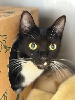 Rescue Domestic Short Hair Cats for Adoption in West Chester, Pennsylvania - Phyllis | PetCurious