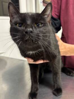 Rescue Domestic Short Hair Cats for Adoption in Fall River, Massachusetts - Bug | PetCurious