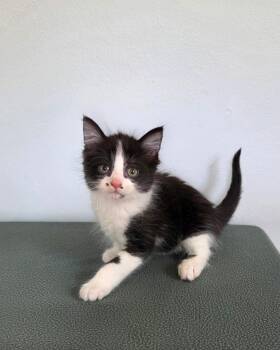 Tuxedo and Domestic Medium Hair Cats Available for Adoption in High Ridge, Missouri - Sprinkles | PetCurious