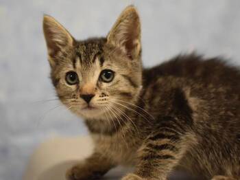 Maisie -  Domestic Short Hair Cat for Adoption in Portland, Oregon - Maisie | PetCurious