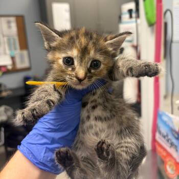 Ember -  Domestic Short Hair Cat for Adoption in Milton, Florida - Ember | PetCurious