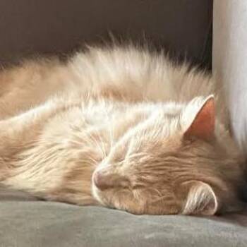 Domestic Medium Hair Cats Available for Adoption - Tanka C10554 | PetCurious