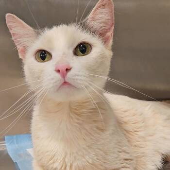 Zucca N - Sweet Like Sugar -  American Shorthair Cat Available for Adoption in New York, New York - Zucca N - Sweet Like Sugar | PetCurious