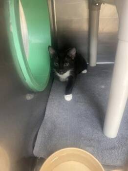 Delilah -  Domestic Short Hair Cat for Adoption in Gainesville, Florida - Delilah | PetCurious