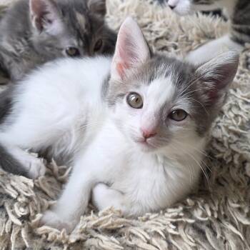 Domestic Short Hair Cats Available for Adoption in Richmond, California - TEMPO | PetCurious