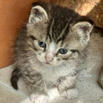 Posie -  Domestic Short Hair Cat for Adoption in Saratoga Springs, New York - Posie | PetCurious