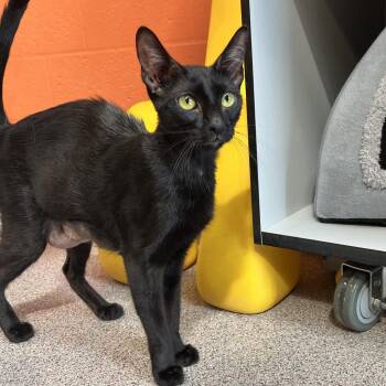 Runt -  Domestic Short Hair Cat for Adoption in Sarasota, Florida - Runt | PetCurious