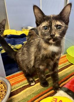 ROYAL -  Domestic Short Hair Cat for Adoption in Kalamazoo, Michigan - ROYAL | PetCurious