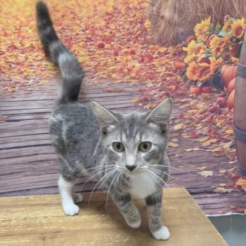 Soup -  Domestic Short Hair Cat for Adoption in Normal, Illinois - Soup | PetCurious