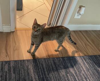 Rescue Tabby Cats for Adoption in Fresno, California - Gerdie | PetCurious