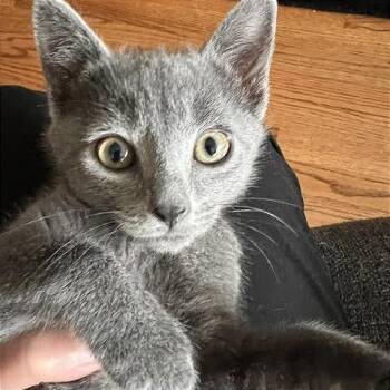 Cosmo -  Domestic Short Hair Cat for Adoption in Pleasant Hill, California - Cosmo | PetCurious