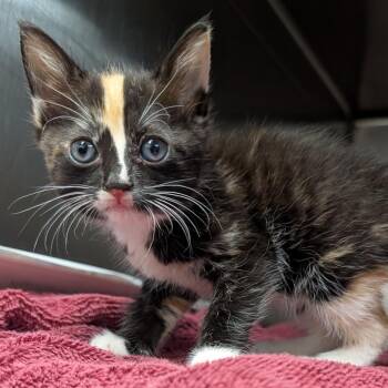 Trixie -  Domestic Short Hair Cat for Adoption in Ardmore, Oklahoma - Trixie | PetCurious