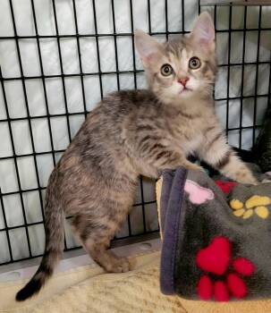 Earthquake -  Domestic Short Hair Cat for Adoption in Raleigh, North Carolina - Earthquake | PetCurious
