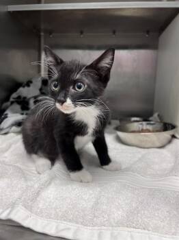 PERCY -  Domestic Short Hair Cat for Adoption in Tallahassee, Florida - PERCY | PetCurious