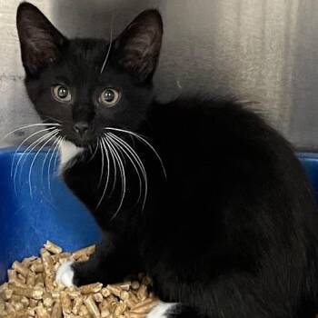 Blue -  Domestic Short Hair Cat for Adoption in Port Charlotte, Florida - Blue | PetCurious