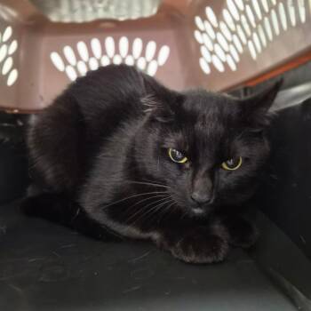 American Shorthair Cats Available for Adoption in Wahiawa, Hawaii - Gecko | PetCurious
