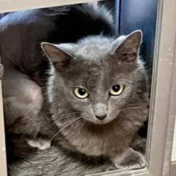 Domestic Short Hair Cats Available for Adoption in Green Valley, Arizona - Cherry | PetCurious